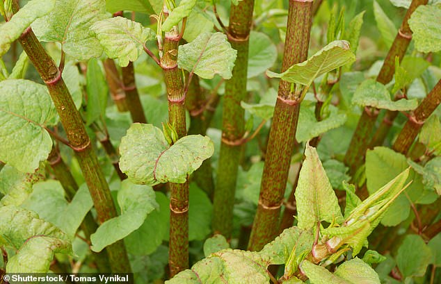 Invasive: A Japanese knotweed infestation requires a mammoth effort to get rid of and it can also slash more than £40,000 off the value of a property
