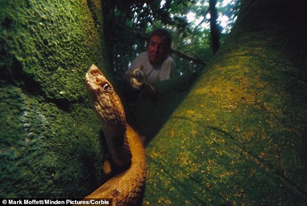 The golden lancehead viper (Bothrops insularis), pictured, is only found on this one island