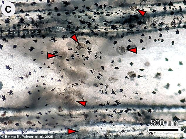 Overall, 78 of the 84 fish analyzed contained parasites that can infect people who eat improperly cooked or frozen fish