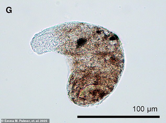 After eating infected fish, most symptoms of H. pumilio or C. formosanus typically start within 1 to 2 weeks. For severe infections, it could take 1 to 3 months before major symptoms appear