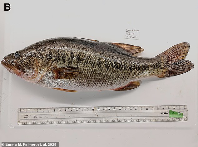 The freshwater species found to carry the parasites included bluegills, largemouth bass (pictured), green sunfish, bluegill-green sunfish hybrids, redear sunfish, black crappies, and the common carp