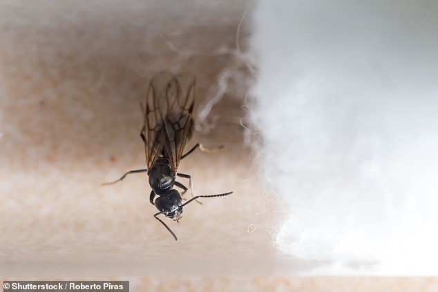 T. magnum forms 'supercolonies' of 20 million ants across 60 acres. When two colonies encounter one another, they merge together 'in alliance' rather than attacking. Pictured, a queen of Tapinoma magnum in a test tube preparing to found a colony