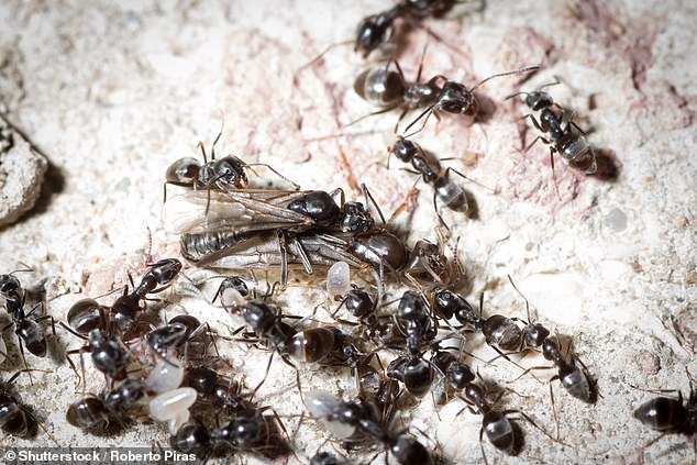 The species, officially called Tapinoma magnum, has already made its way into northern Europe, including France, Germany and Switzerland