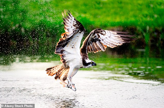 Ospreys, known for being excellent aquatic hunters, regularly dive into water from a significant height to catch fish with their sharp talons (stock image)