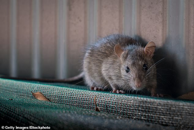 Over half of the black rats tested in Brisbane, Melbourne, Perth and Sydney between 2021 and 2024 were found to have a gene mutation that increases their resistance to certain poisons (stock)