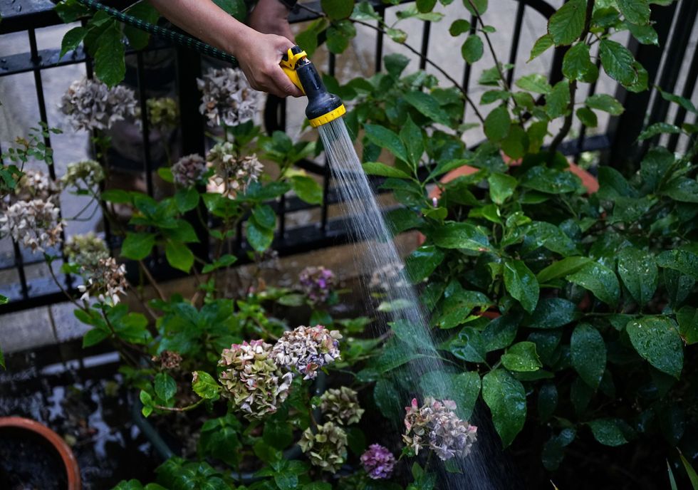 Someone watering their flowers with a hosepipe