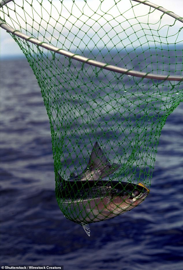 Scientists have revealed the hidden pain that fish go through during a common slaughter method known as 'air asphyxia'
