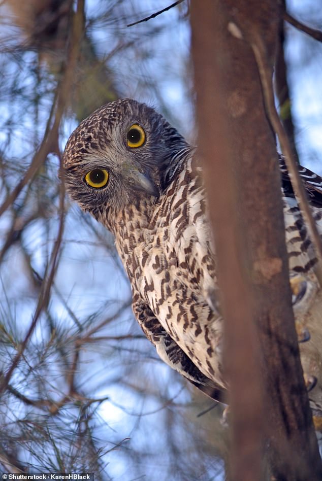 A study has shown rat poison is killing Australia's powerful owls (pictured)