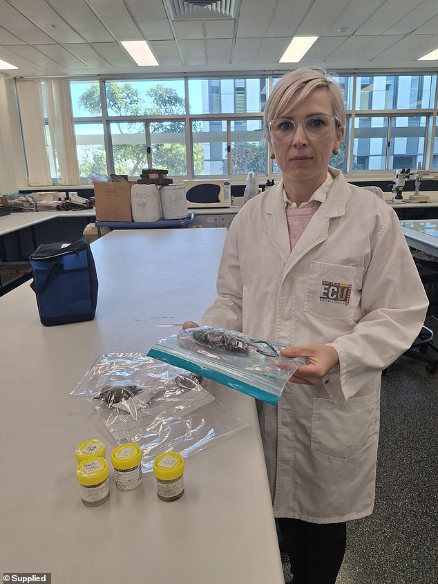 Alarming new research led by Edith Cowan University PhD student and environmental toxicologist Alicia Gorbould (pictured) found a mutation, which suggests resistance to second-generation anticoagulant rodenticides, also known as SGARs, in over half the rats tested