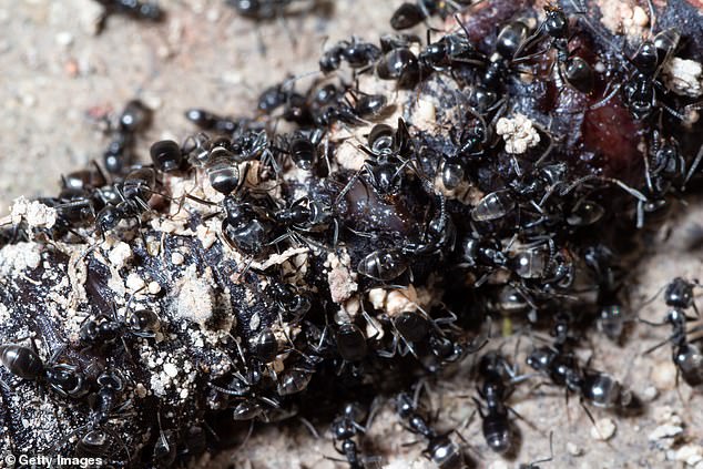 Tapinoma magnum forms 'supercolonies' of 20 million ants across 60 acres due to a 'tireless determination to expand'