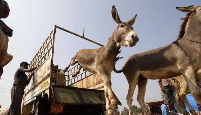 Traders unload donkeys from a supply truck to sell them during an annual donkey fair in Ahmedabad, India. —Reuters/File