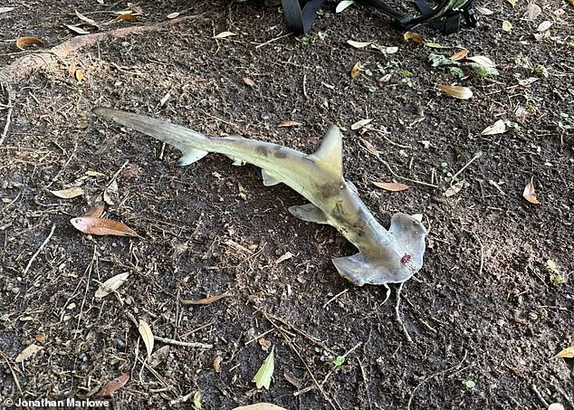 The hammerhead shark crashed down on Splinter City Disc Golf Course in Myrtle Beach, South Carolina