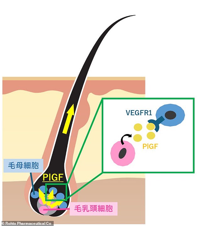 The researchers decided to focus on Placental Growth Factor (PlGF). This is a protein produced by dermal papilla cells, which is known to play an important role in the formation of hair at the bottom of the hair follicle