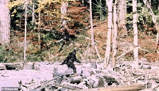The most famous and still-debated piece of Bigfoot 'evidence' came in 1967, when Bob Gimlin and Roger Patterson filmed a now-iconic clip of a large, furry figure striding through the woods at Bluff Creek (pictured)