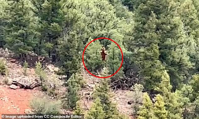 A whitewater rafting crew with the Colorado River Expedition was traveling down the Upper Colorado River on May 24 when they pulled ashore for a break and spotted a large creature in the woods