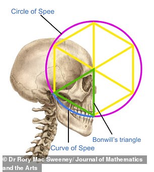 The triangle corresponds to a design blueprint found in nature - including the human jaw