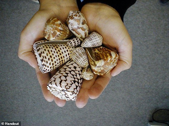 Cone snails come in a range of pretty patterned shells, which can prompt unsuspecting beachgoers to pick them up