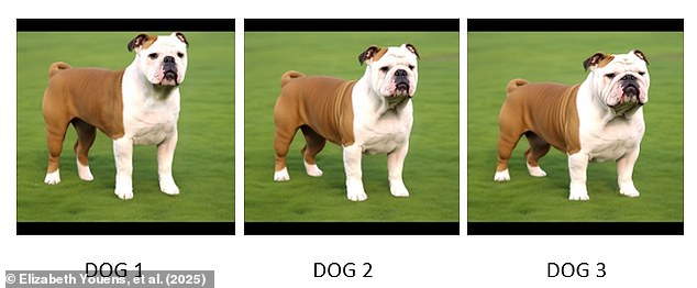 Which of these three versions of an English Bulldog looks the healthiest to you?