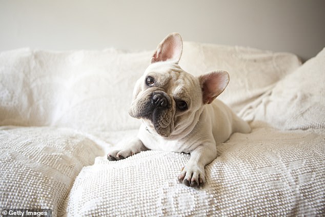 Even owners of flat-faced dogs like French Bulldogs exhibited a preference for longer muzzles, smaller eyes, and more natural tails