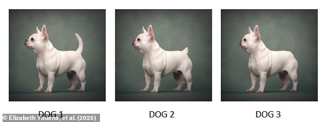 The study asked participants to rate these variations of dogs according to their attractiveness and how happy the pictures made them feel. Which of these makes you happiest?
