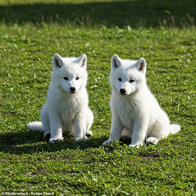 While rare, fatal wolf attacks have occurred, 26 were reported worldwide between 2002 and 2020, raising questions about the potential risks if larger, dire wolf-like hybrids were ever released into the wild
