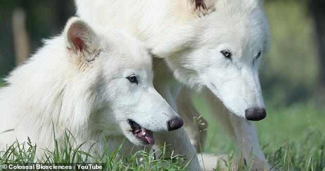 The dire wolves were created by Colossal Biosciences, a Texas-based company using cutting-edge genetic engineering to bring extinct species back to life, including the woolly mammoth, dodos, and Tasmanian tigers