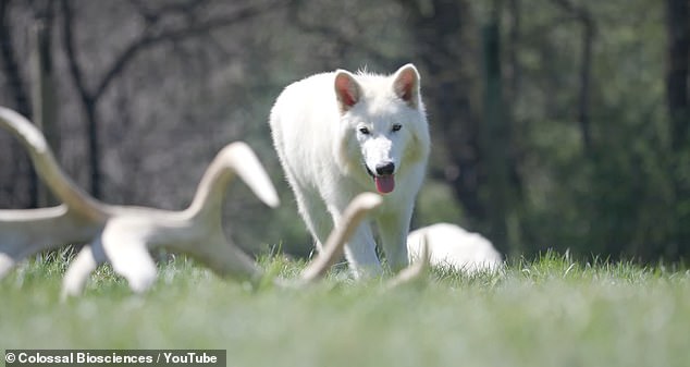 In the video, James described the pups' growth as impressive, noting they have hit all expected milestones for development