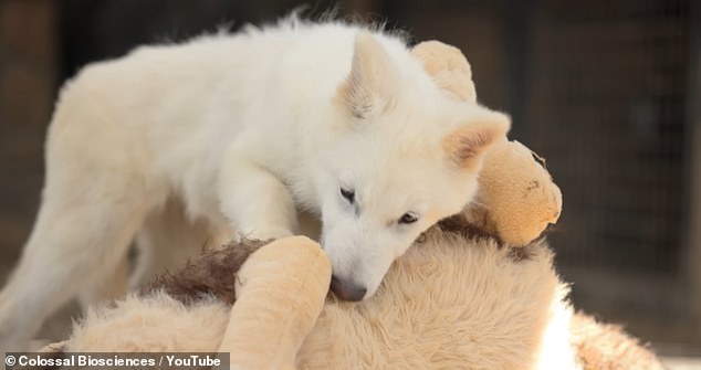 Six months ago, Colossal made headlines when it first announced the births of Romulus, Remus, and Khaleesi, claiming to have 'brought back' the dire wolf