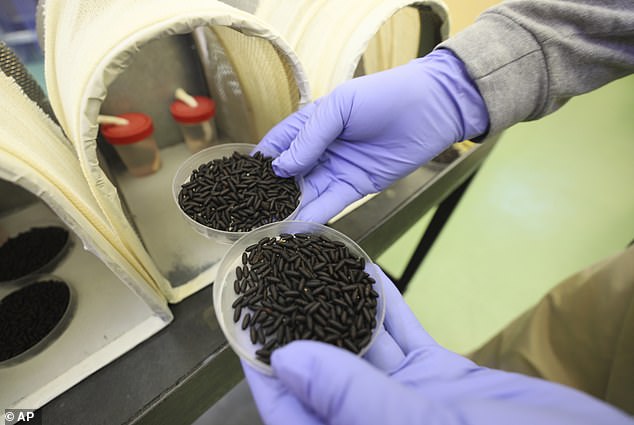The Panama-United States Commission for the Eradication and Prevention of Cattle Screwworms (COPEG), a worker holds two small containers of New World Screwworm fly pupae at a facility that breeds sterile flies in Pacora, Panama