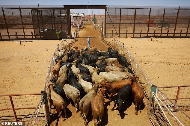 A single infected cow can die in under two weeks. Experts warn that the ripple effects could be severe, resulting in mass livestock losses, skyrocketing beef and dairy prices, and deepening food supply instability