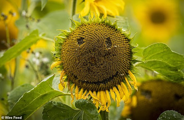 The phenomenon, called face pareidolia, is when people identify meaningful patterns in inanimate objects. This is more common in people with strong beliefs in the paranormal (stock image)