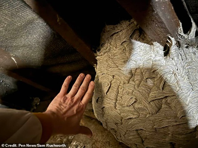 In terms of scale, the wasps' nests could grow as big as a space hopper, according to the expert. Pictured: a wasps' nest found in Lancashire this year