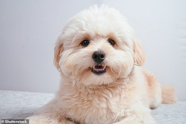 The Pomapoo, meanwhile, is an adorable mix of a Poodle and a Pomeranian. While they are not yet common in the UK, they are growing in popularity