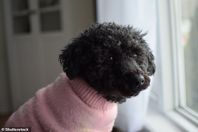 This dog is a Scoodle - a mix between a Scottish Terrier and a Poodle. While sometimes described as 'stubborn', they are highly intelligent as well as energetic and playful