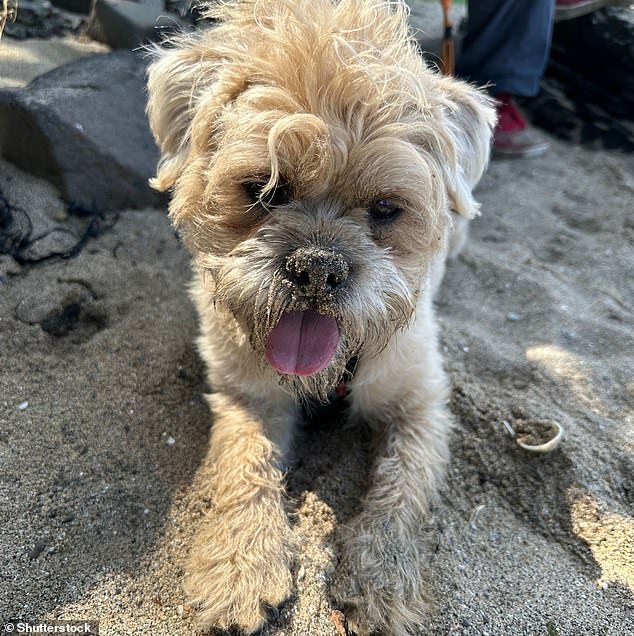 If you cross a Pug and a Poodle you get a Pugapoo (pictured). Poodle mixes are becoming increasingly fashionable thanks to their fun-loving, highly intelligent and gentle temperaments