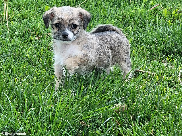 This Chipoo puppy is the result of breeding a Chihuahua with a Poodle. They are also known as a 'Choodle'