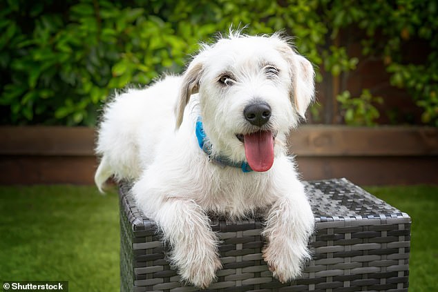 A cross between a Jack Russell Terrier and a Poodle creates a Jackoodle or Jackapoo (pictured here)