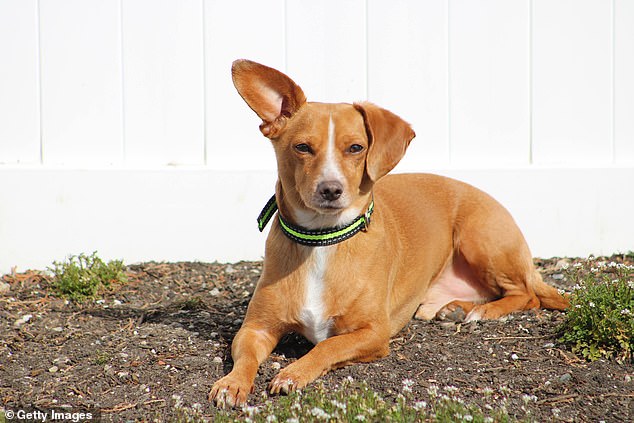 This cute little dog is a Chiweenie - a cross between a Chihuahua and a Dachshund. The designer breed is known for being small and playful