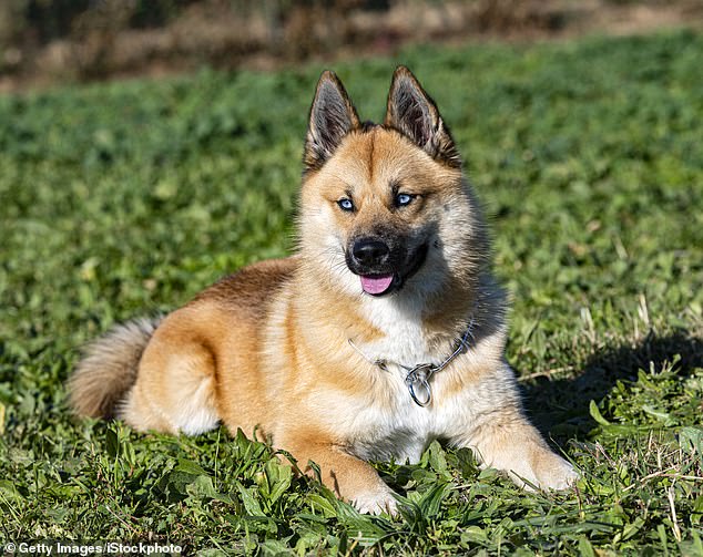 Pomskies, which are a cross between a Pomeranian and a Siberian Husky, are also a popular choice