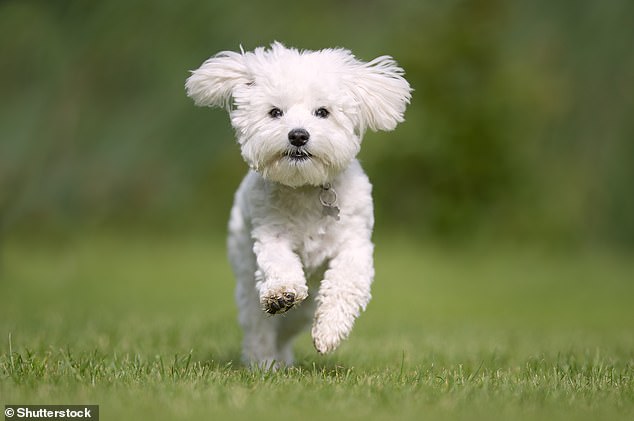 The Westipoo – a charming little dog with a big personality – is the result of a cross between the Poodle and a West Highland White Terrier