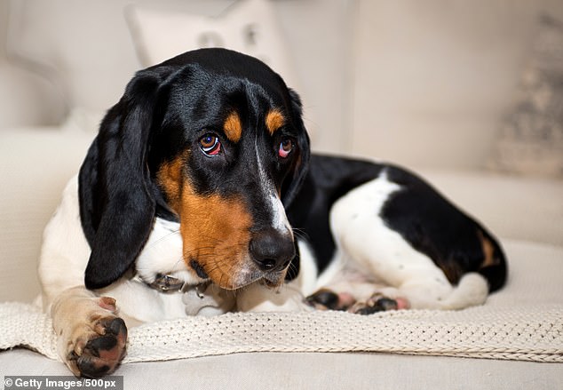 Cute: A Springbatt (pictured) is a cross between a Basset Hound and a Springer Spaniel. They are known for having a happy, cheerful nature