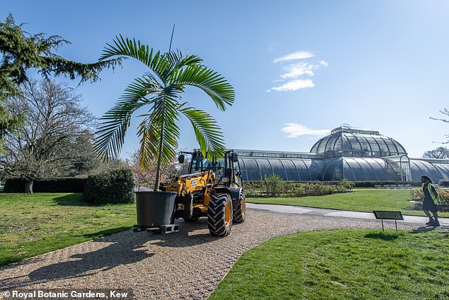 The relocation and propagation of plant specimens by Kew’s expert horticulturists has already begun, safeguarding plants from 'some of the most threatened environments in the world'