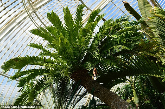 Among the building's treasures are the oldest pot plant in the world (Encephalartos altensteinii, pictured) which arrived at Kew in 1775 and is native to South Africa