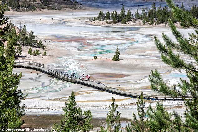 The new hole in the ground is at Norris Geyser Basin (pictured), the hottest, oldest and most dynamic of Yellowstone's thermal areas