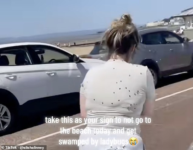 In one video posted to TikTok, one visitor to the UK seaside wrote: 'Take this as you sign not to go to the beach today and get swamped by ladybugs'