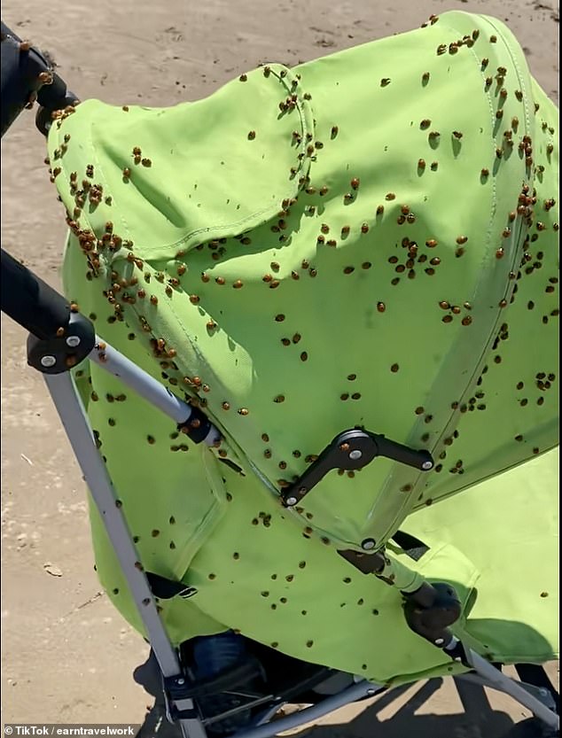 On TikTok, social media users have shared videos of the insects swarming over every available surface. The most affected areas appear to be seaside towns such as Weston-Super-Mare