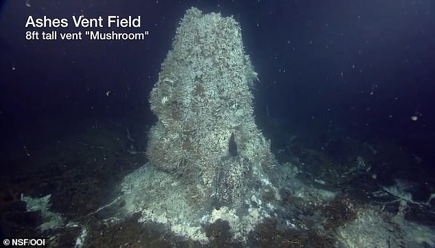 If Axial Seamount does blow soon, it'll form bulbous tubes of molten rock known as pillow lavas (pictured)