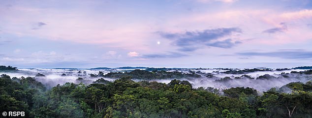 The complex will include the 700 square kilometre Gola-Tiwai National Park (pictured) as well as the nearby Tiwai Island Wildlife Sanctuary
