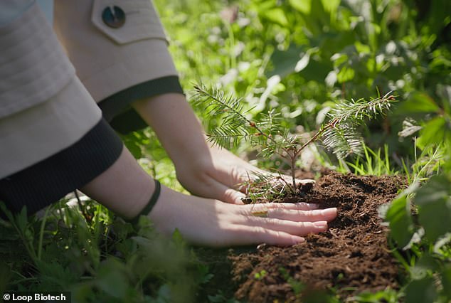 People have the option of including a small plant on the top of the urn, which sticks out of the ground and can grow into a tree