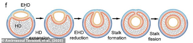 By placing vesicles inside themselves, hemifusoles can store and combine different chemicals and waste products. Scientists think that some diseases might be caused when this process is disrupted